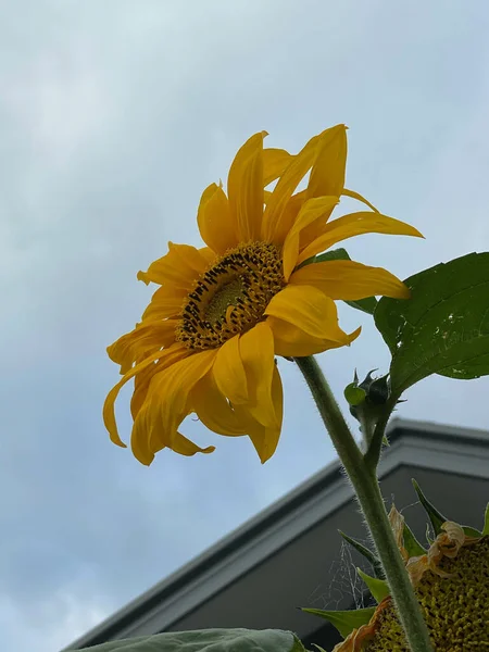 Eine Flache Aufnahme Einer Gelben Sonnenblume Unter Dem Düsteren Himmel — Stockfoto