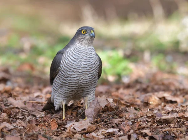 Een Selectieve Focus Shot Van Een Mousserende Vogel Neergestreken Buiten — Stockfoto