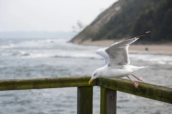 A herring gull flies up from on a railing made of wood with the sea and the cliff in the background on Ruegen.