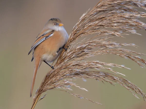 Een Selectieve Focusopname Van Een Bebaarde Rietstok Die Buiten Neergestreken — Stockfoto