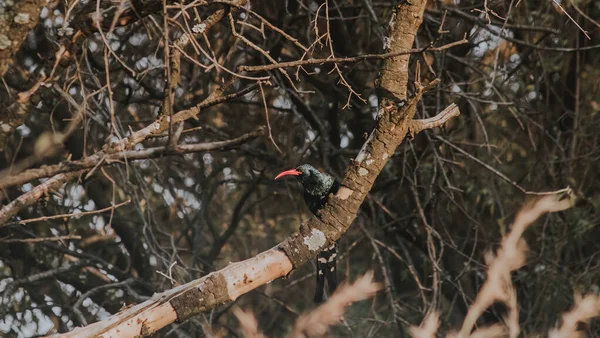 昼間は屋外の木の上に緑の木の放し飼い鳥が出没する — ストック写真