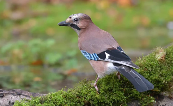 ジェイ鳥の選択的フォーカスショットが屋外に浸透 — ストック写真