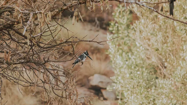 Egy Pied Kingfisher Ült Egy Száraz Faágon Szabadban — Stock Fotó