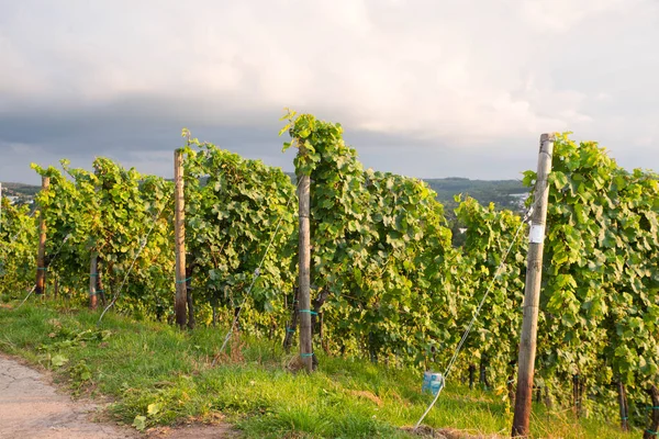 Wineyard Kilátással Trier Moselle Völgy Rajna Vidék Palatiane Németországban Táj — Stock Fotó