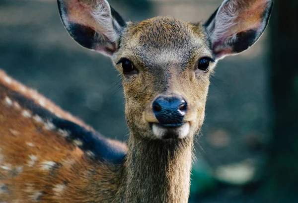 一只可爱的鹿群的浅浅的聚焦镜头 注意地看着它 — 图库照片