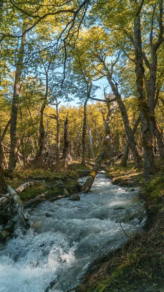 アルゼンチン南部の森林は アメリカで最も美しいと考えられています — ストック写真