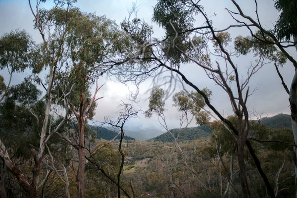 Een Landschap Van Uitgestrekte Bomen Een Heuvel Onder Bewolkt Lucht — Stockfoto