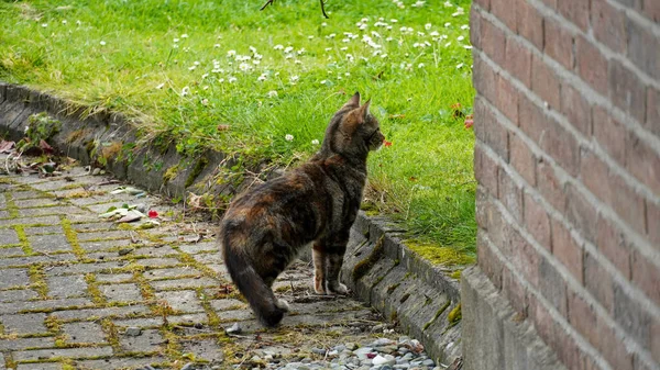 Une Photo Petit Chaton Debout Sur Chemin — Photo