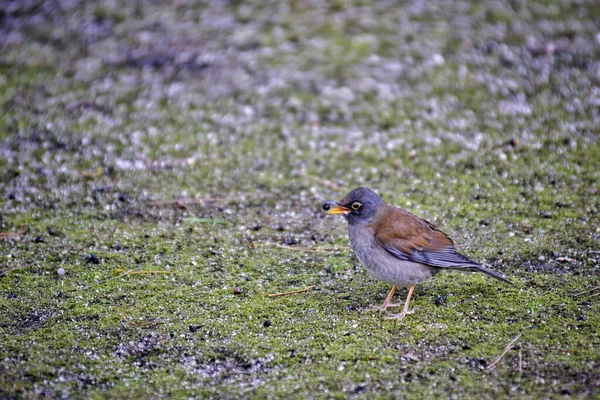 Fuoco Superficiale Uccello Grigio Piedi Terreno Agricolo Giappone — Foto Stock