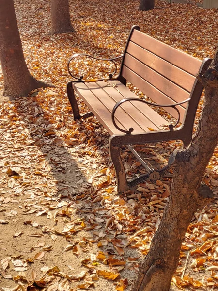 Eine Vertikale Aufnahme Einer Holzbank Einem Herbstlichen Garten — Stockfoto