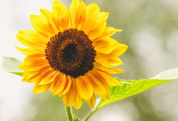 一张明亮的黄色向日葵的特写照片 完美的背景 — 图库照片