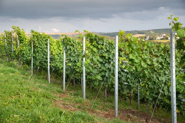 Wineyard Kilátással Trier Moselle Völgy Rajna Vidék Palatiane Németországban Táj — Stock Fotó