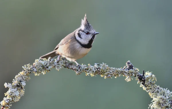 Selective Focus Shot European Crested Tit Perched Outdoors — Stockfoto