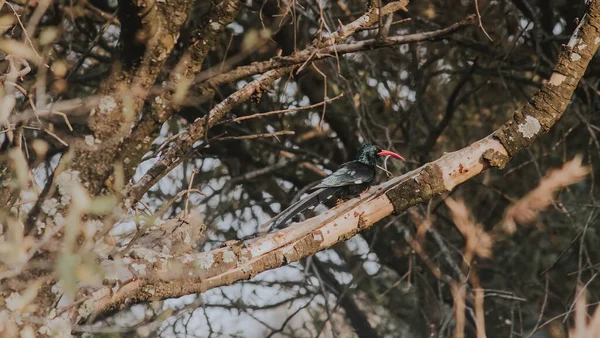 Een Groene Houthoop Vogel Neergestreken Een Boom Buiten Bij Daglicht — Stockfoto