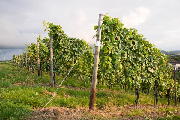 Wineyard Kilátással Trier Moselle Völgy Rajna Vidék Palatiane Németországban Táj — Stock Fotó