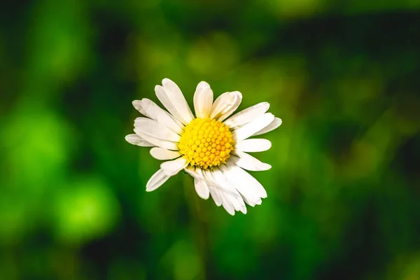 Selektiver Fokus Einer Kamillenblüte Auf Einem Verschwommenen Gartenhintergrund — Stockfoto