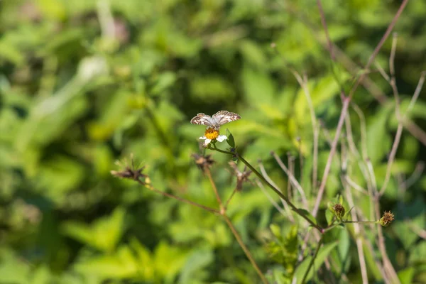 Gros Plan Papillon Sur Une Fleur — Photo