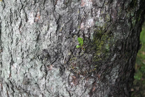 Zbliżenie Ujęcie Pnia Drzewa Tło — Zdjęcie stockowe
