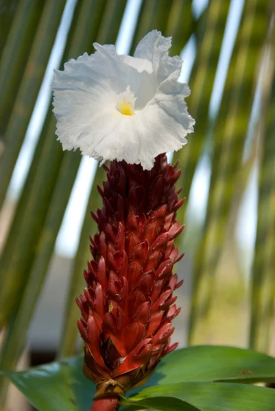 Piękny Tropikalny Kwiat Pojedynczym Białym Kwiatem — Zdjęcie stockowe