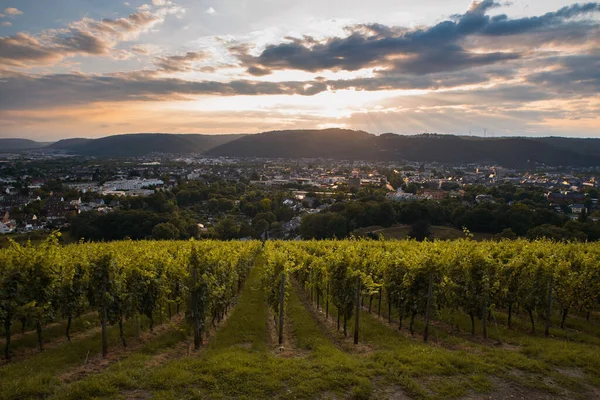 Wineyard Trier Moselle Valley Rhineland Palatiane Germany Evening Sunlight Sunset — Stock Photo, Image
