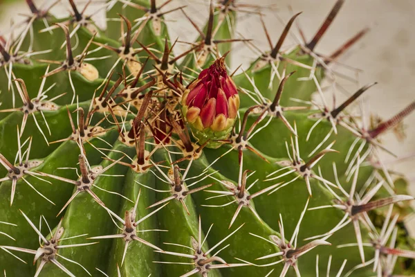 Dikenli Pembe Çiçeklerle Dekore Edilmiş Evin Dışında Küçük Bir Kaktüs — Stok fotoğraf