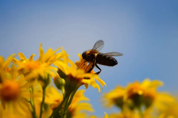 Ragwort Comum Uma Planta Venenosa Nativa Europa Abelhas Gostam Visitar — Fotografia de Stock