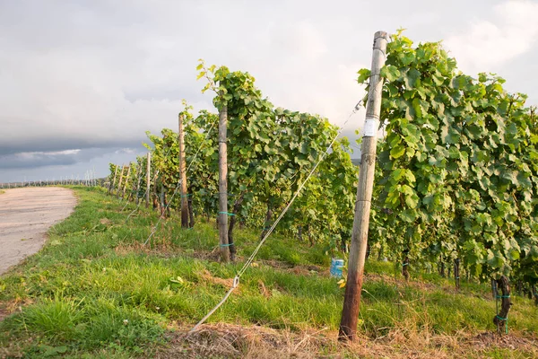 Wineyard View Trier Moselle Valley Rhineland Palatiane Germany Landscape — Stock Photo, Image