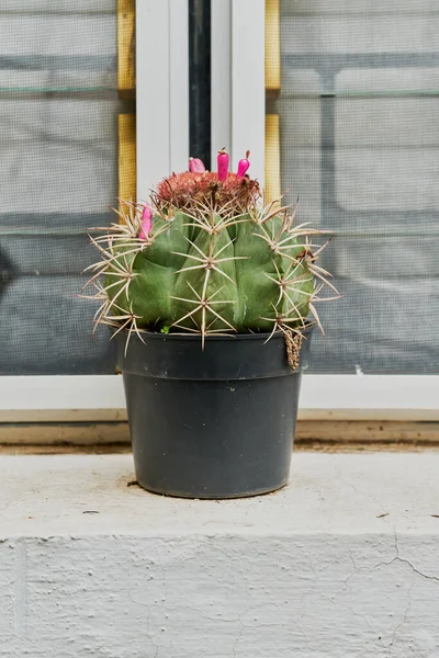 小さなサボテンのとげとピンクの花で家の外を飾るために — ストック写真