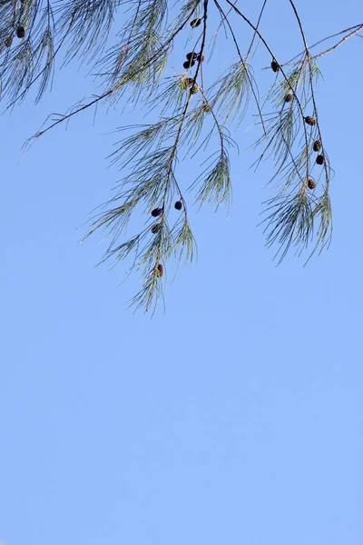 하늘을 배경으로 추상체를 가지들 — 스톡 사진