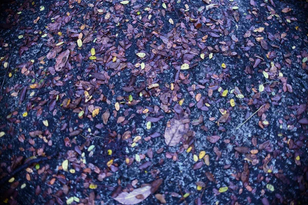 Zbliżenie Ujęcia Upadłych Jesiennych Liści — Zdjęcie stockowe