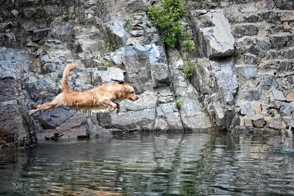 Koniec Mokrego Psa Retrievera Skaczącego Odbijającej Wody — Zdjęcie stockowe