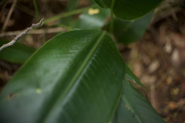 Primer Plano Hojas Verdes Una Planta — Foto de Stock