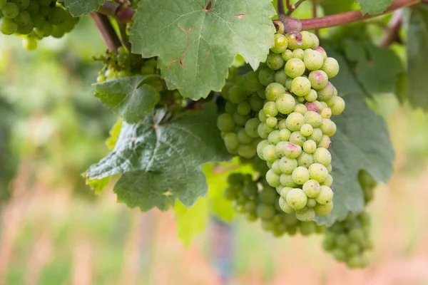 Viñedo Con Uvas Frescas Tréveris Valle Del Mosela Renania Palatiane — Foto de Stock