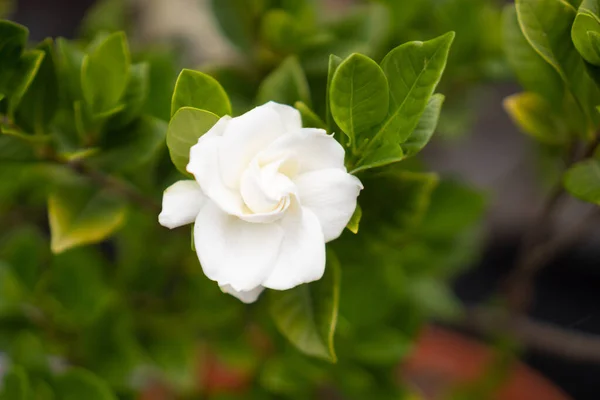 Una Macro Toma Una Hermosa Flor Gardenia Blanca Aire Libre — Foto de Stock