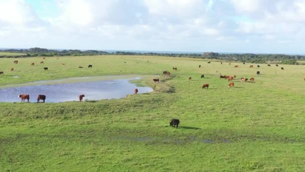 一群奶牛在绿色的草地上 — 图库视频影像