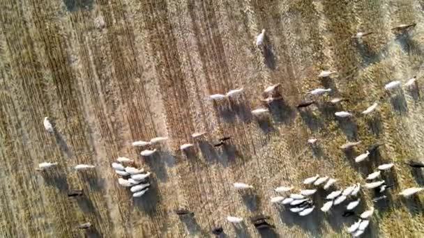Bonito Ovelhas Andando Campo País Gales Durante Dia — Vídeo de Stock