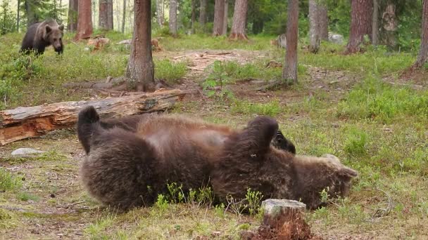Ein Grizzlybär Wald — Stockvideo