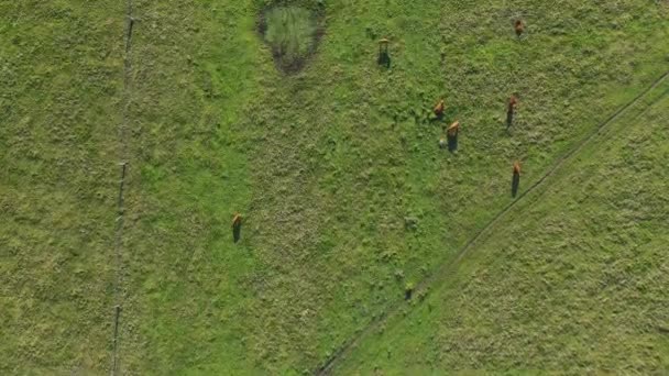 昼間はウェールズの野原を歩く可愛い牛 — ストック動画