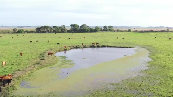 Aranyos Tehenek Sétálnak Mező Wales Napközben — Stock videók