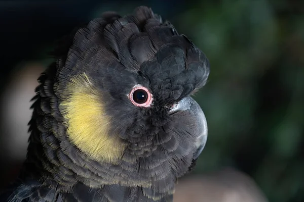 Ένα Κοντινό Πλάνο Ενός Μαύρου Cockatoo Ένα Θολό Φόντο — Φωτογραφία Αρχείου