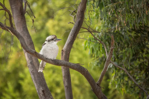 在一棵树上拍到的澳大利亚科考卡布拉鸟的特写 — 图库照片