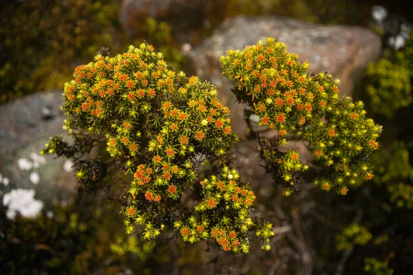 Virágzó Scoparia Kunányi Wellington Hegyen Tasmania Ausztrália — Stock Fotó