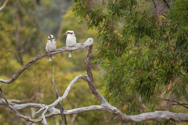 澳大利亚一棵树上的两只科克布拉斯 — 图库照片