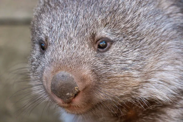 Sebuah Gambar Closeup Wajah Lucu Wombat Pada Latar Belakang Abu — Stok Foto