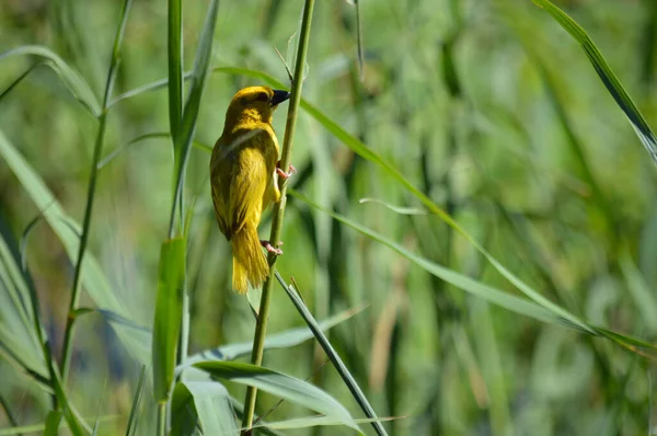 Selective Closeup Vitelline Masked Weaver Bird Grass Stem — Stock Photo, Image