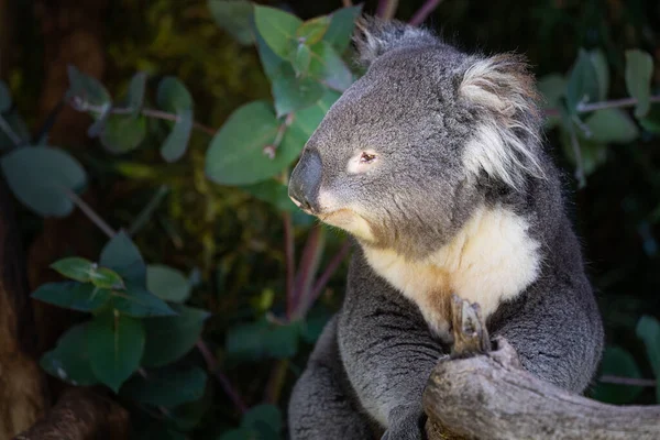 Primer Plano Koala Árbol Australia — Foto de Stock
