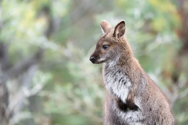 Avustralya Nın Tazmanya Meehan Sıradağları Nda Bir Wallaby — Stok fotoğraf