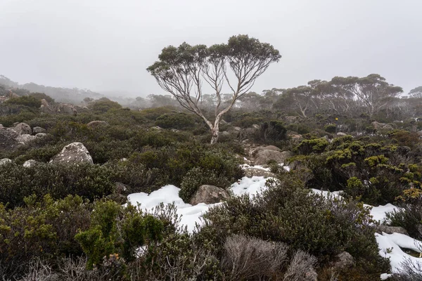 Una Vista Fascinante Vegetación Monte Kunanyi Wellington Durante Invierno —  Fotos de Stock