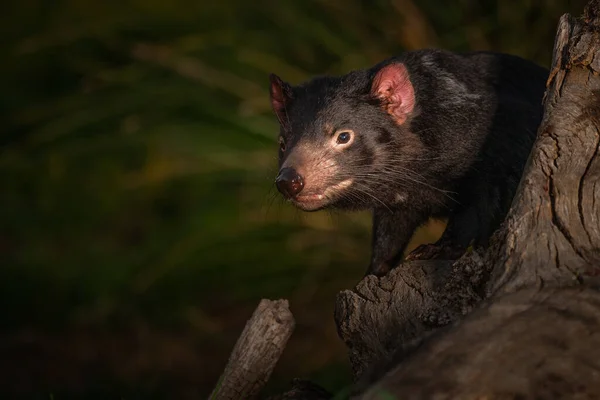 Nahaufnahme Eines Tasmanischen Teufels Einem Baum Australien — Stockfoto