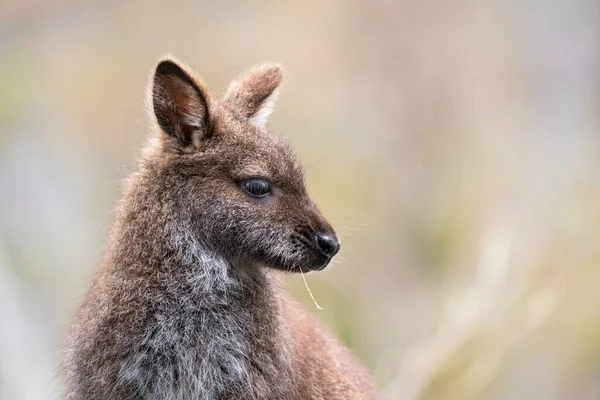 Avustralya Nın Tazmanya Meehan Sıradağları Nda Bir Wallaby — Stok fotoğraf